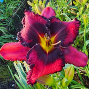 Spacecoast Voodoo Doll Daylily